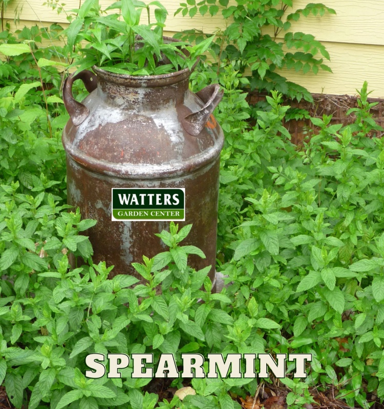 Spearmint
