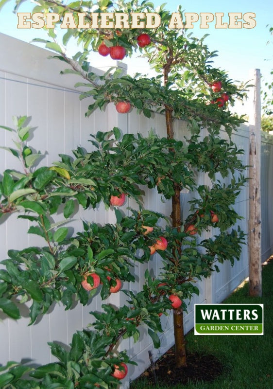 Honey Crisp Apple growing along a fence