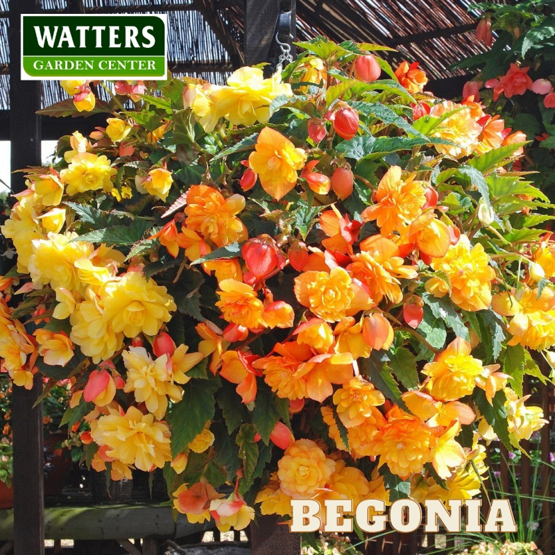 Begonia Plant
