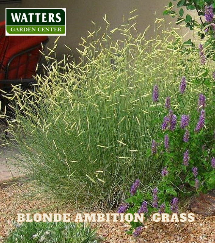 Blonde Ambition Grass planted by the patio