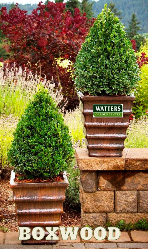 Boxwood Buxus in a Container