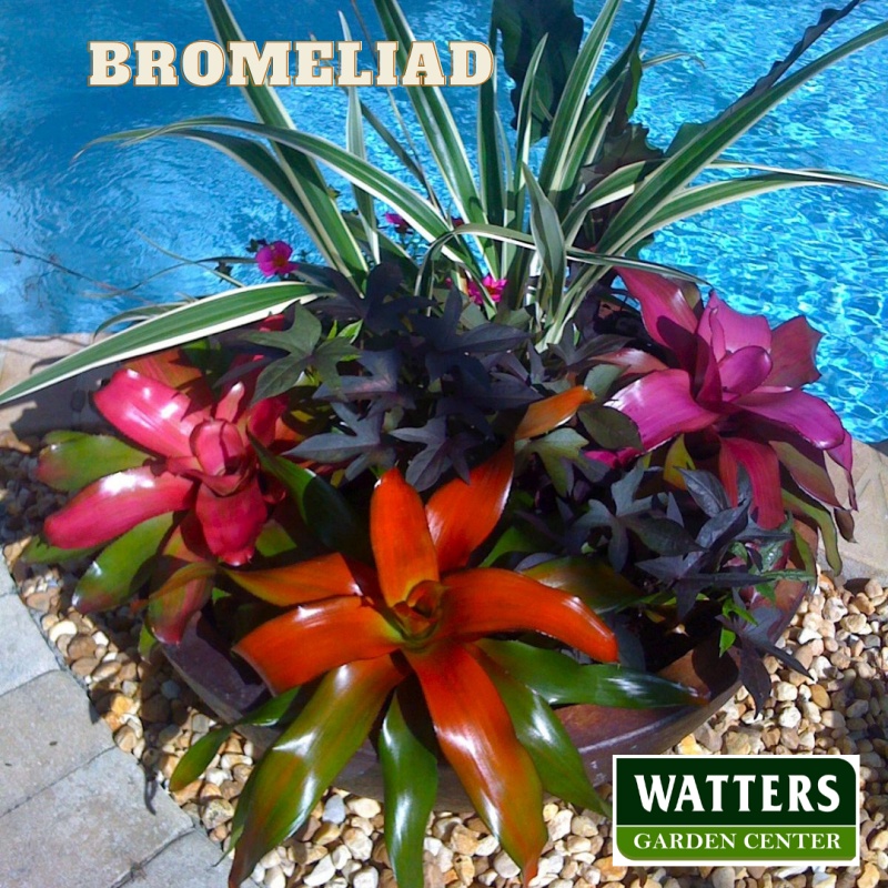 Bromeliad, Bromeliaceae