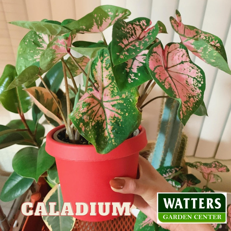 Caladium 