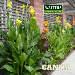 Tropical Canna in the Landscape