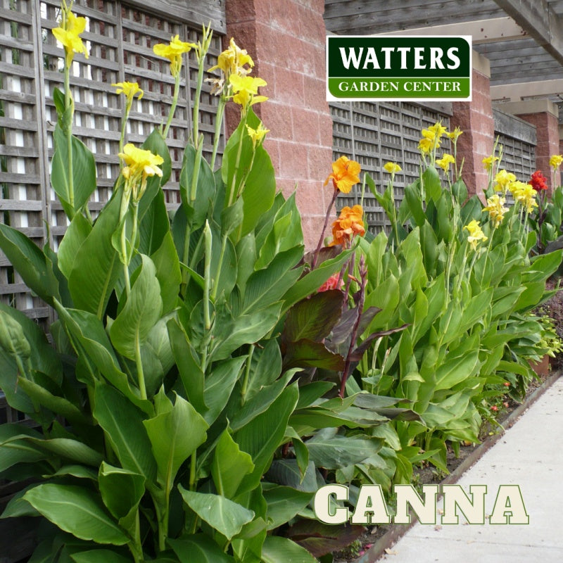 Cannas, Cannaceae