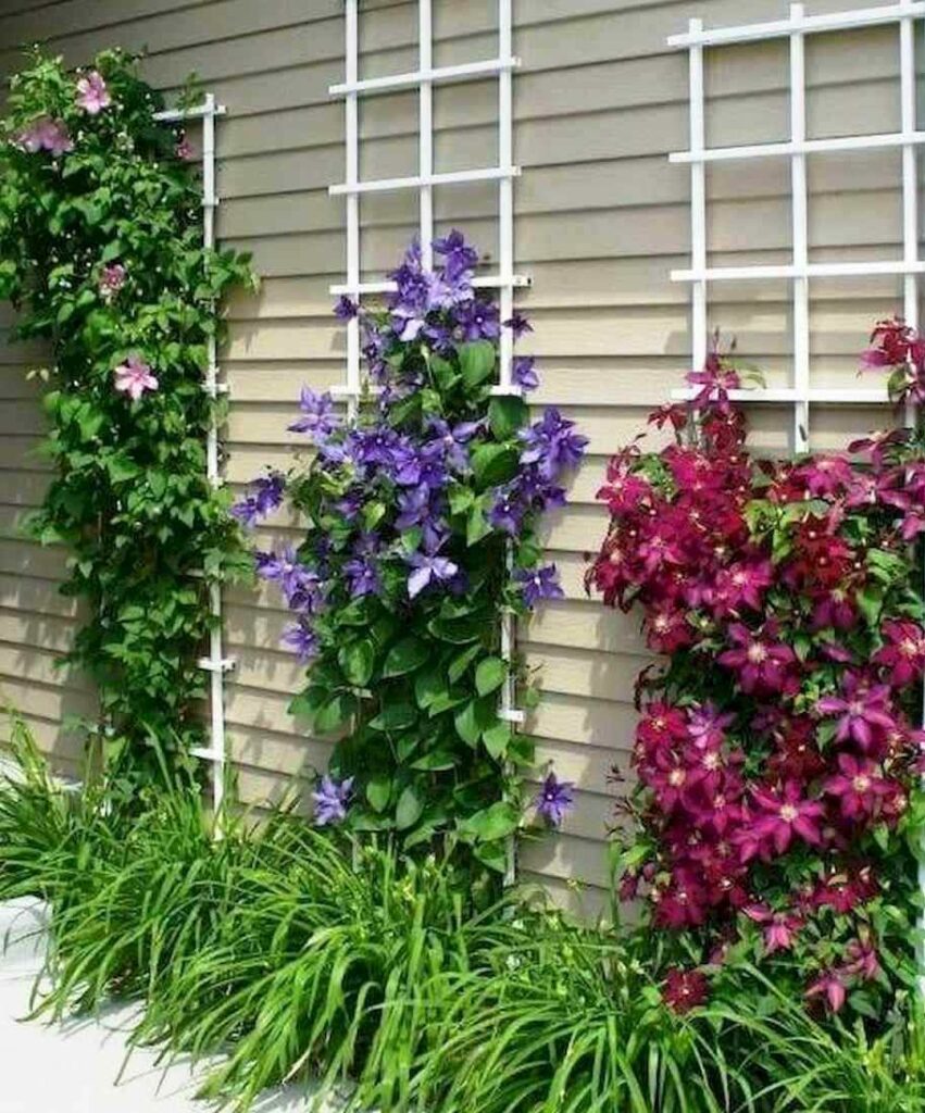 Clematis in the side yard climbing upp a trellis