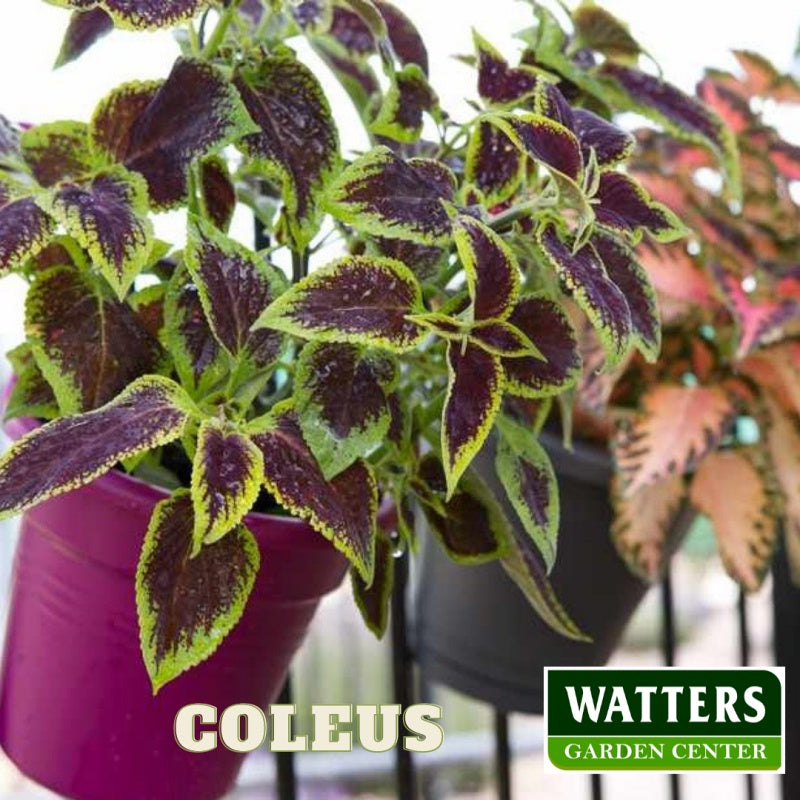 Coleus, Plectranthus scutellarioides, on the patio