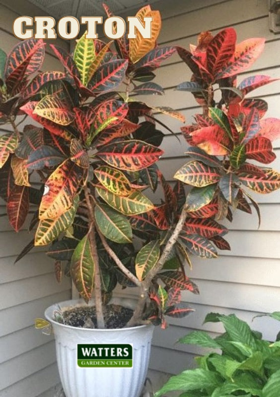 Croton, Codiaeum variegatum on the patio