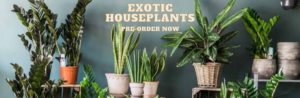 Exotoc and Rare Houseplants Pre-Order
