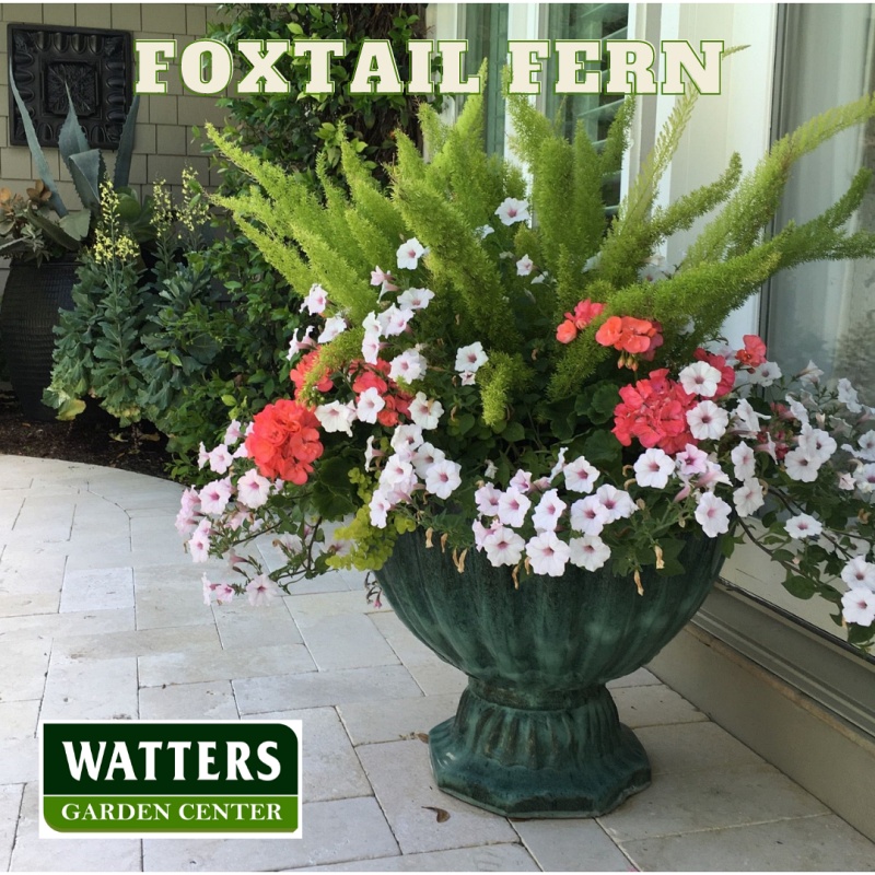 Foxtail Fern in a container along a walkway
