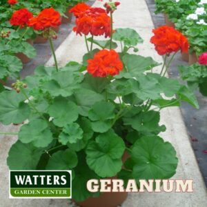 Geranium, Pelargonium