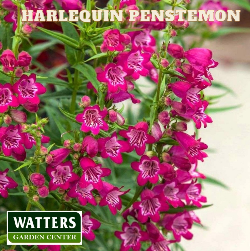 Harlequin Penstemon Blossoms