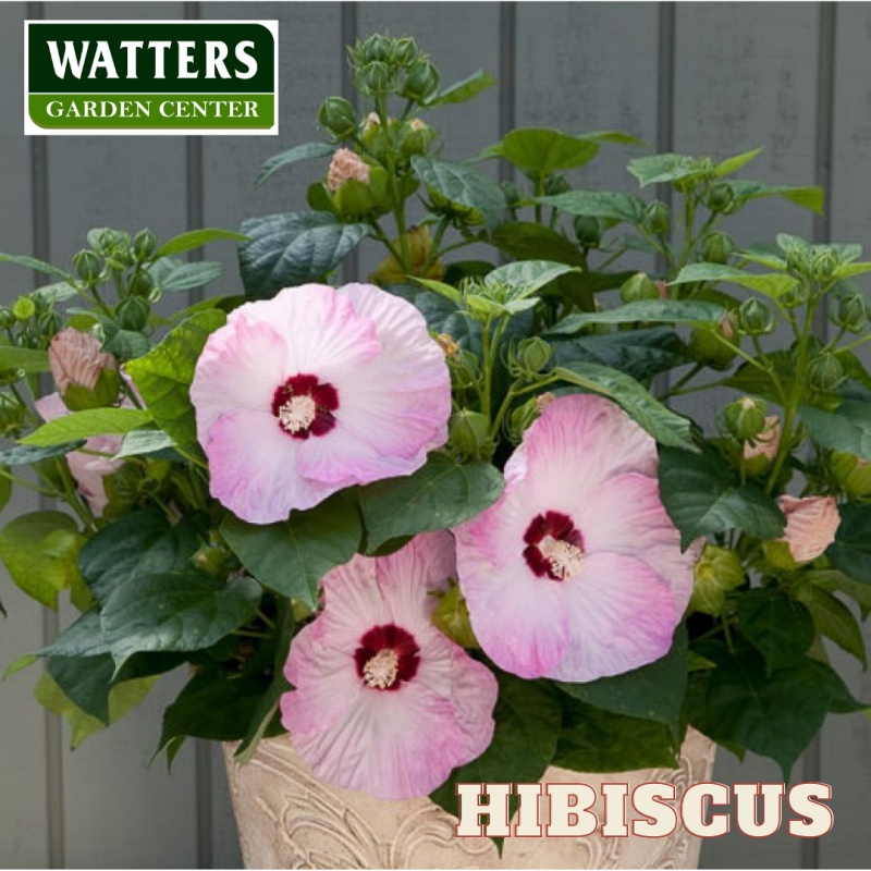 Hibiscus in a container