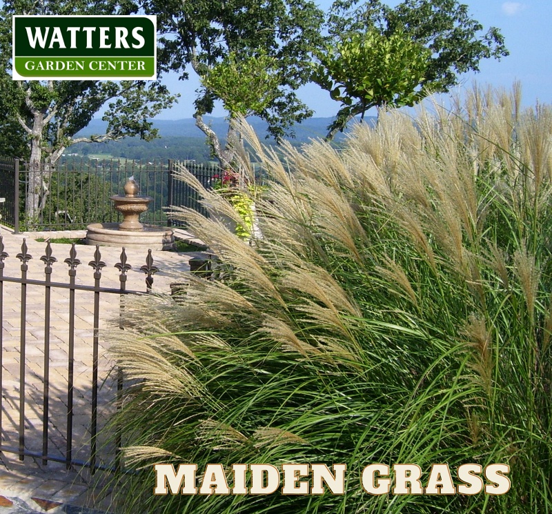 Maiden Grass in the landscape with a beautiful mountain view