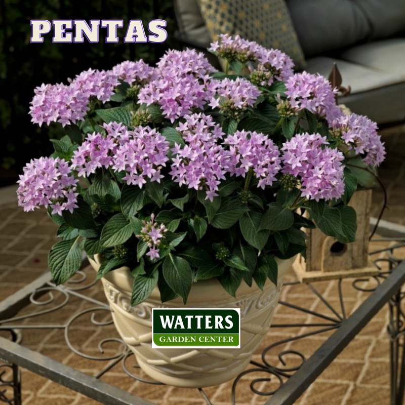 Pentas in a container on a patio table