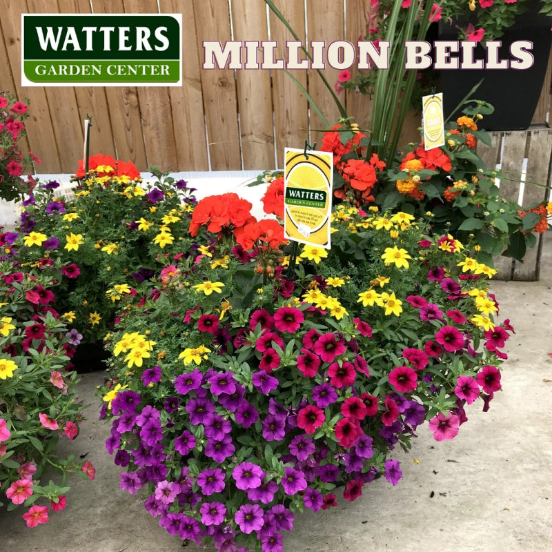 Million Bells, Calibrachoa