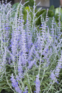 Russian Sage in the Landscape