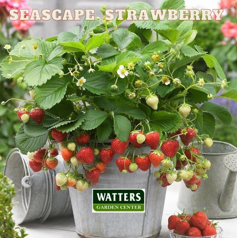 Seascape Strawberry growing in a container