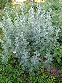 Sagebrush, Artemisia