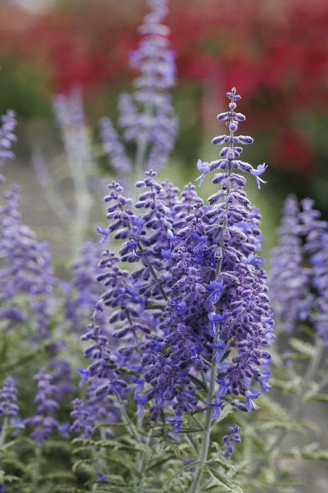 lacy Blue Russian Sage
