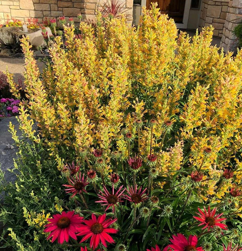 Agastache yellow Poquito