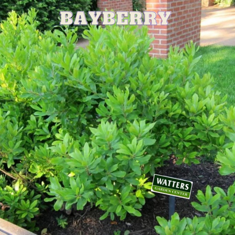 Bayberry Shrub, Myrica pensylvanica