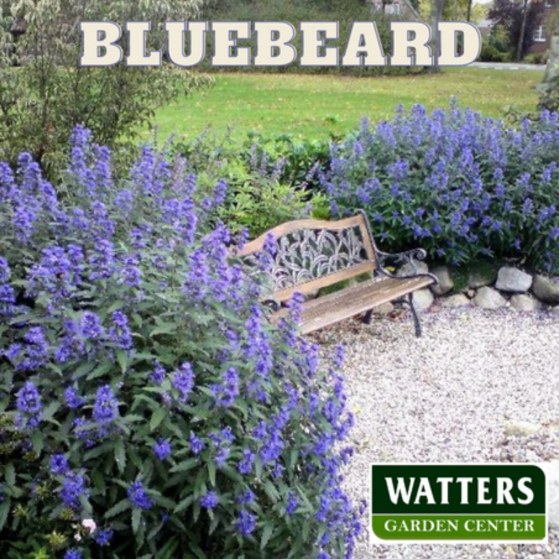 Bluebeard,Caryopteris in the garden