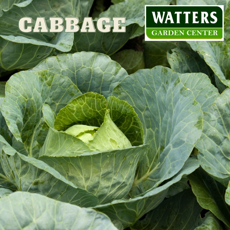 Cabbage, Brassica oleracea