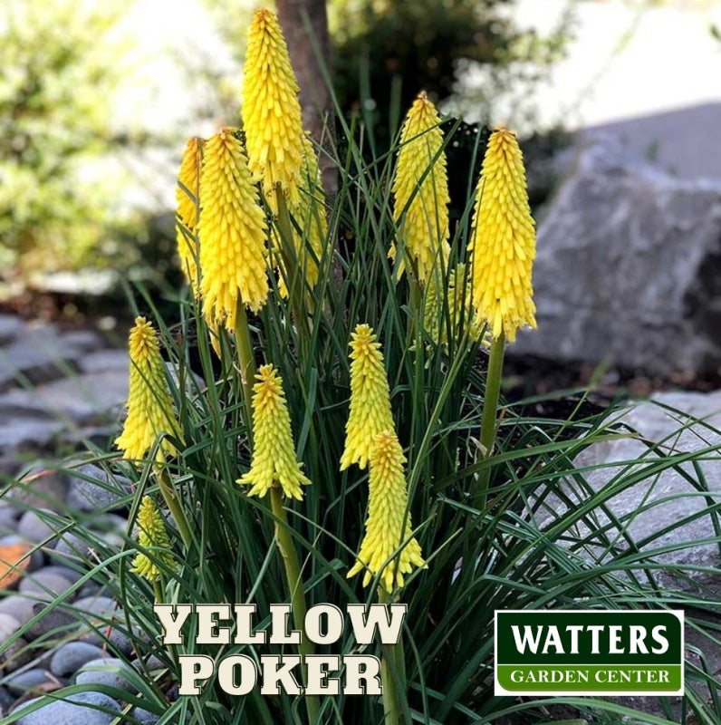 Yellow Hot Poker, Kniphofia