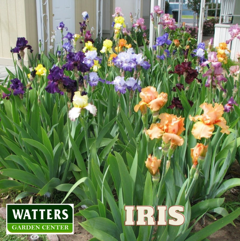 Iris