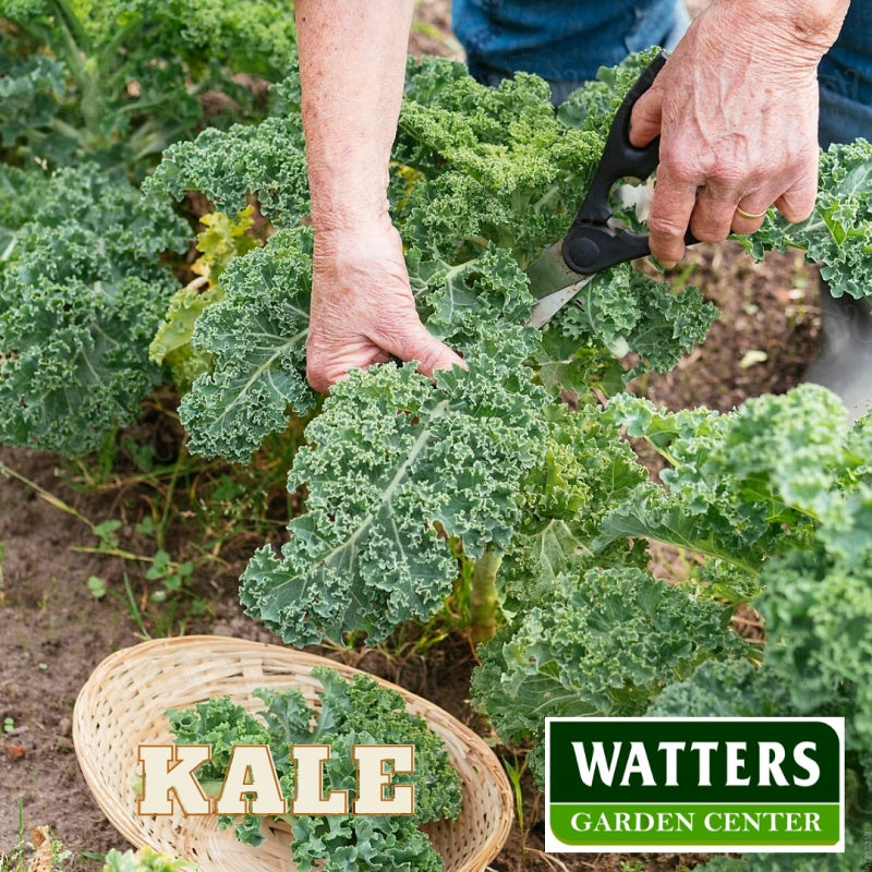 Kale, Brassica oleracea, 