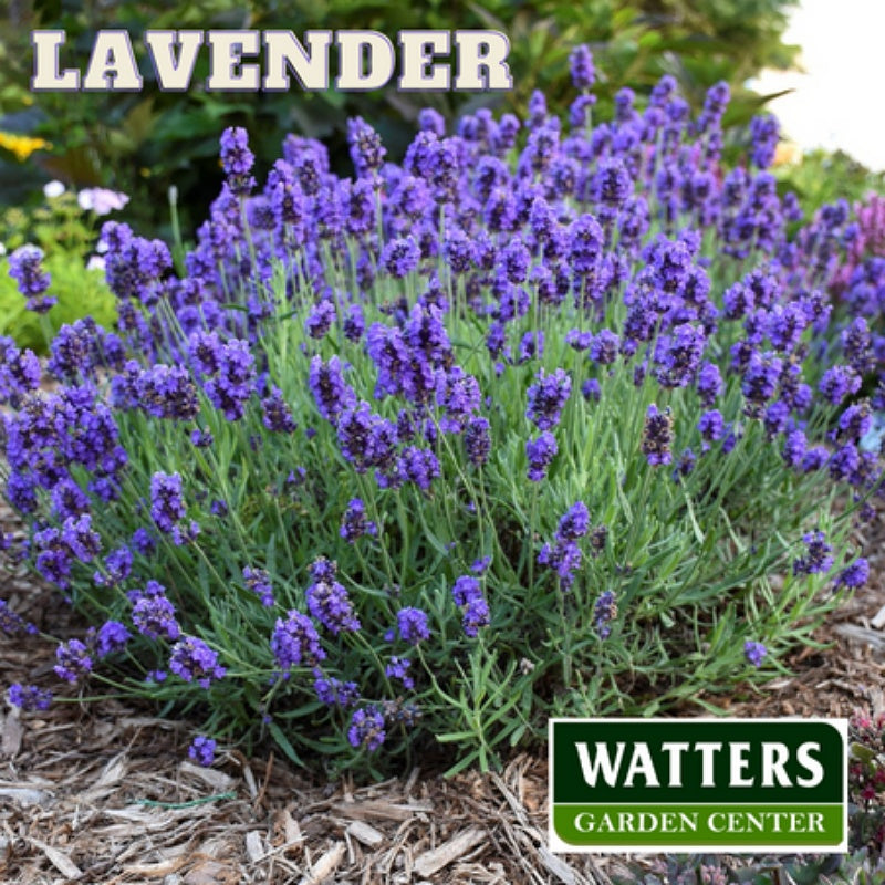 Lavender