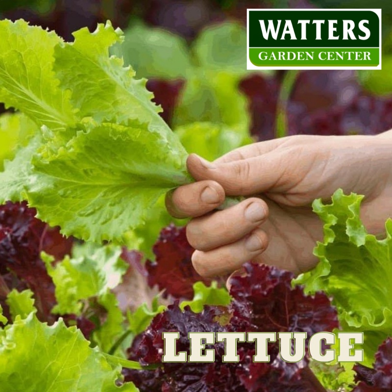 Lettuce, Lactuca sativa