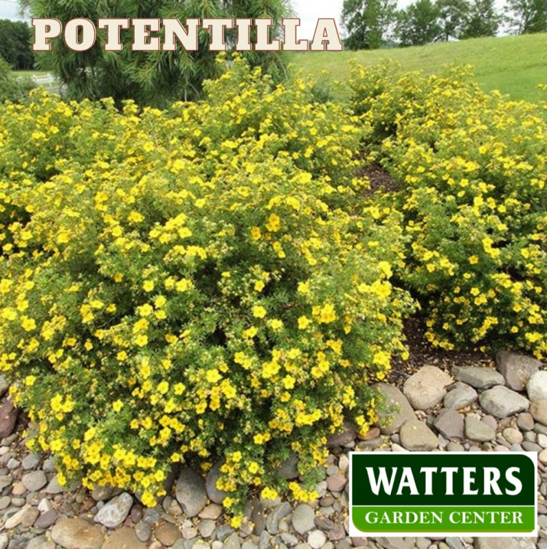 Goldfinger Potentilla