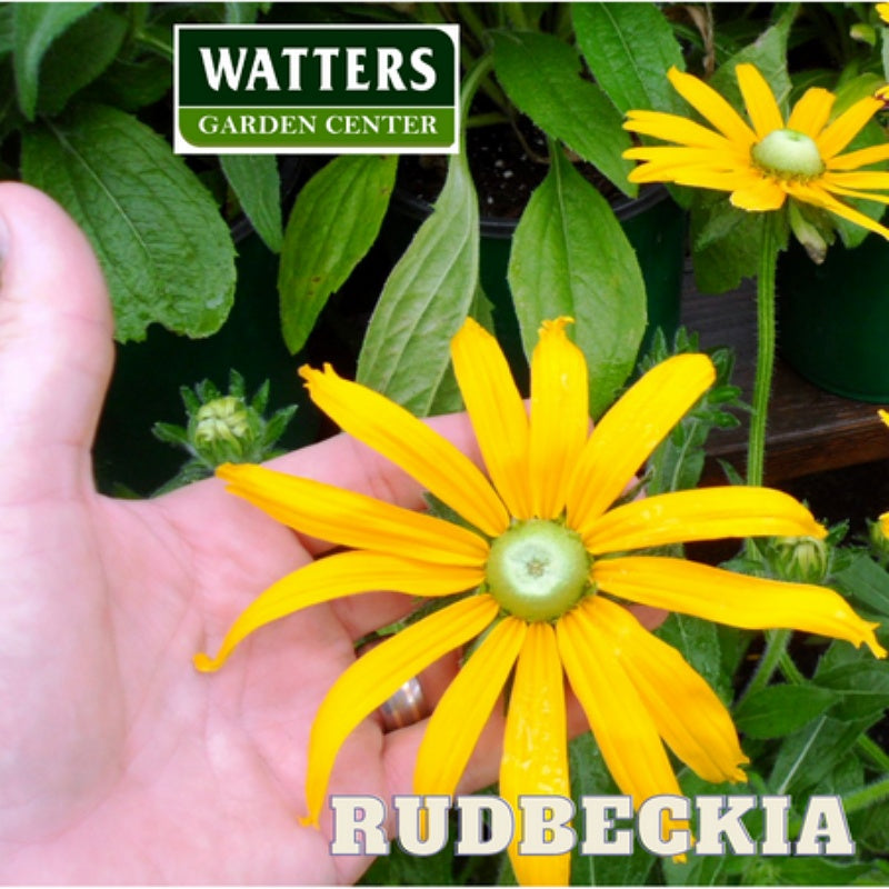 Dakota Gold Black-Eyed Susan, Rudbeckia hirta