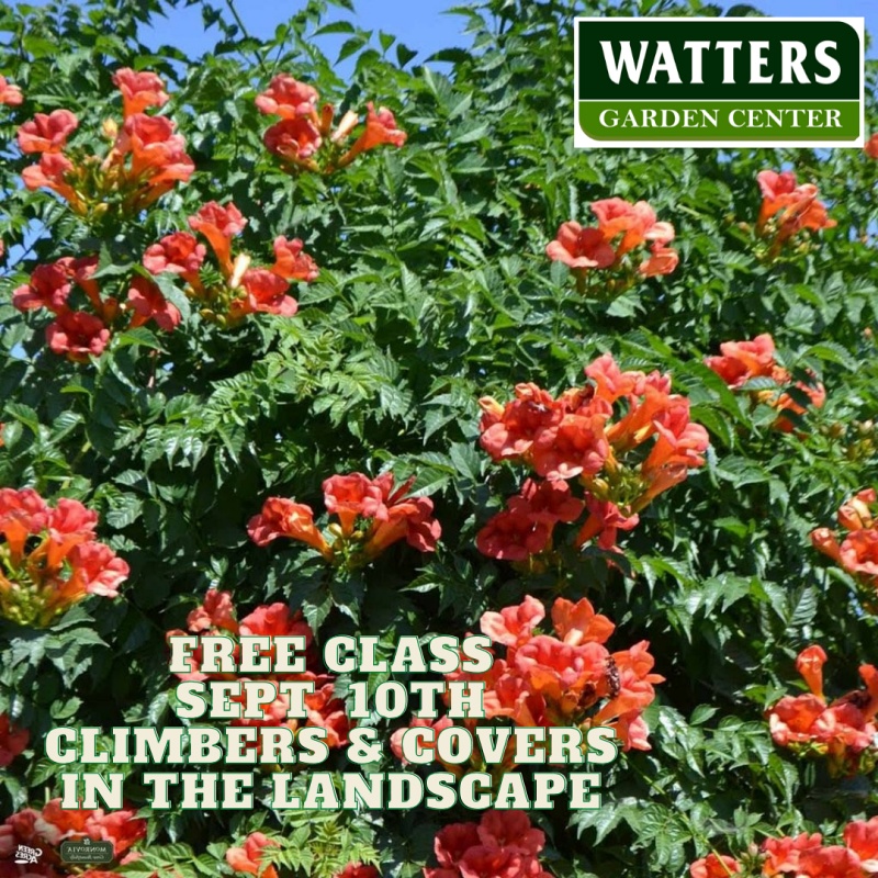Sept 10 Climbers & Covers in the Landscape