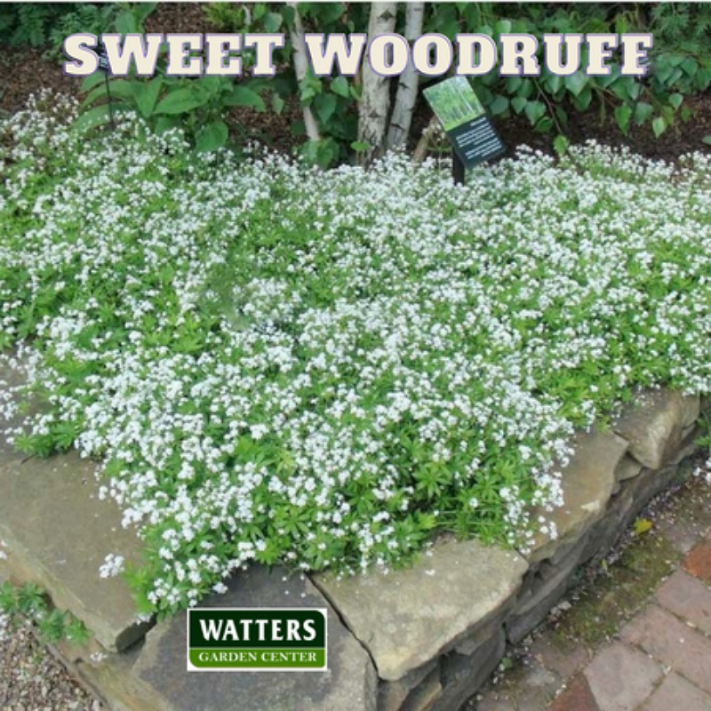 Sweet Woodruff, Gallium odoratum