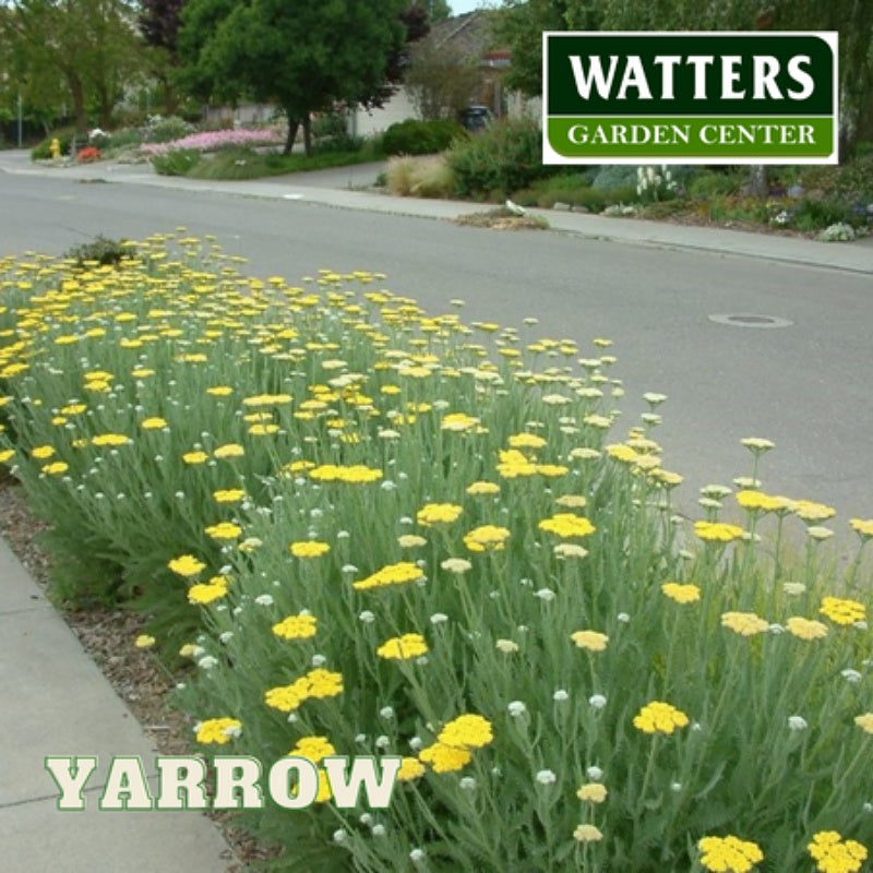 Yarrow, Achillea millefolium, 