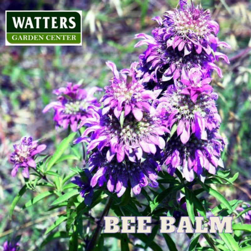 Bee Balm Monarda didyma 
