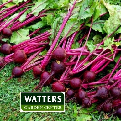 Beets, Beta Vulgaris