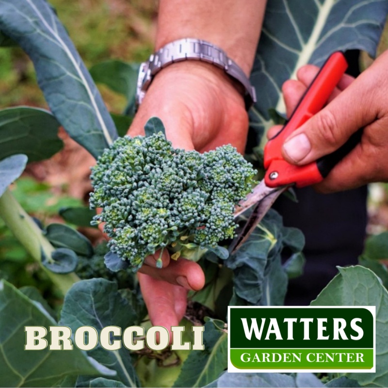 Broccoli Brassica oleracea