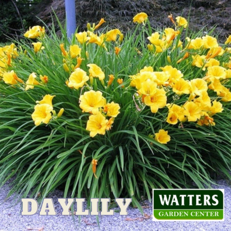 Daylily, Hemerocallis