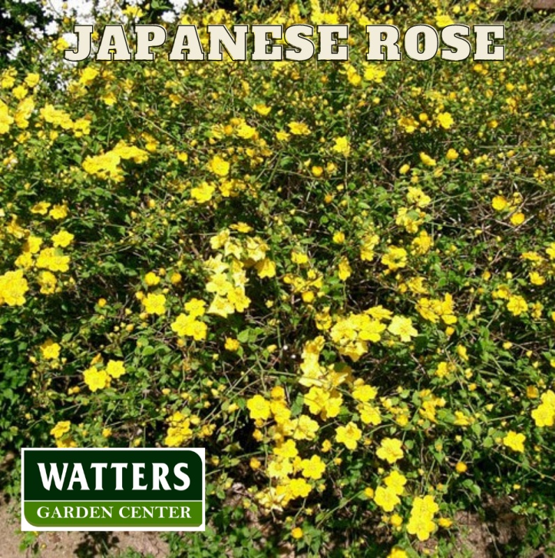 Japanese Rose, Kerria japonica