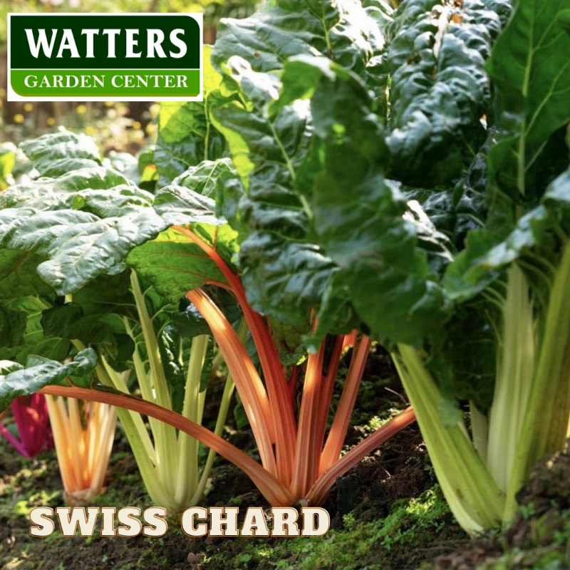 Swiss Chard, Beta vulgaris,