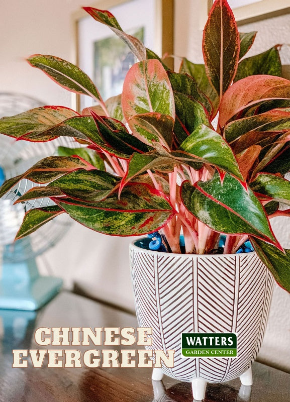 Chinese Evergreen, Aglaonema in a small container