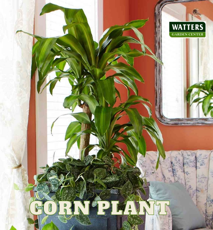 Corn Plant, Dracaena fragrans in the living room
