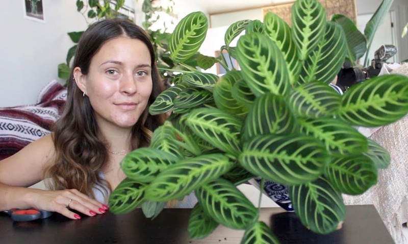 Meg with a prayer plant Maranta leuconeura