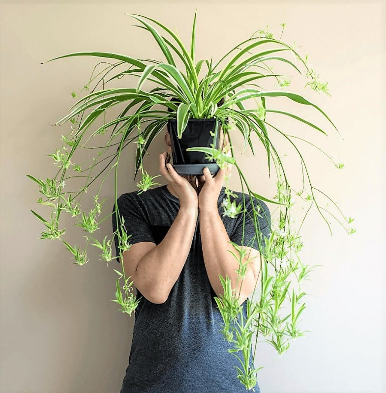 Spider Plant, Chlorophytum