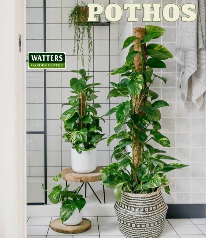 Pothos, Epipremnum aureum in the bathroom