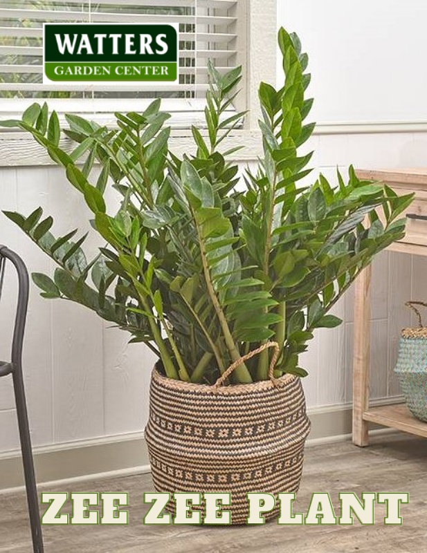 Zee Zee Plant, Zamioculcas zamiifolia in a basket container in the living room